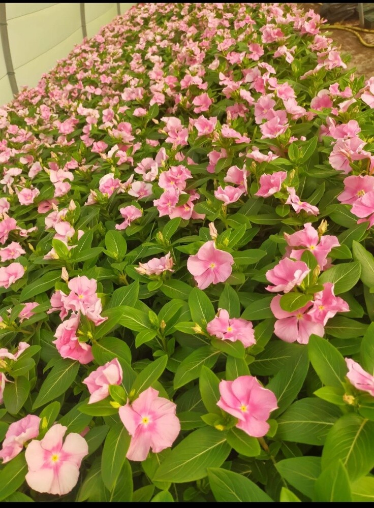 نباتات طبيعة - 5