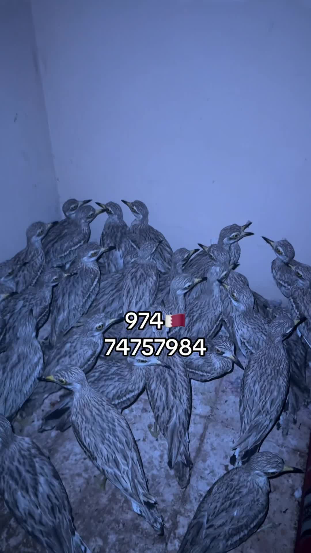 كراوين .الكميه محدوده - 2