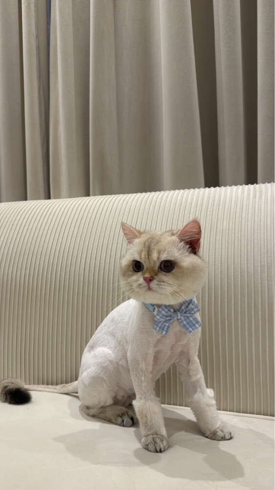 British cat - 1