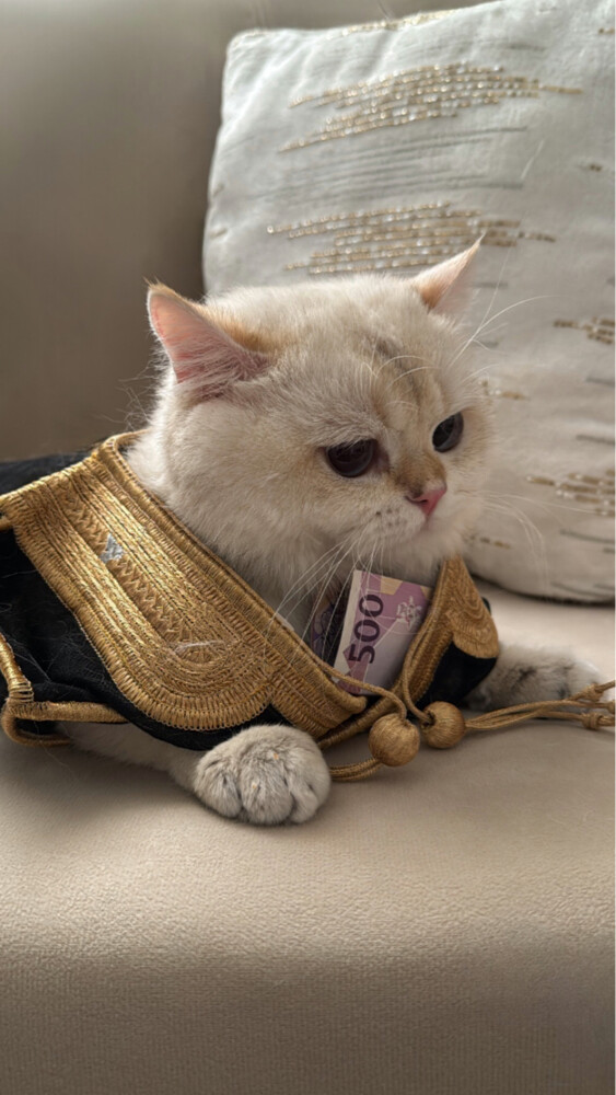 British cat - 2
