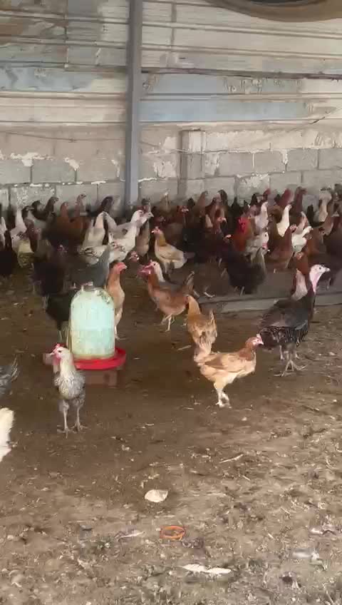 دجاج بياض كلة منتج - 1