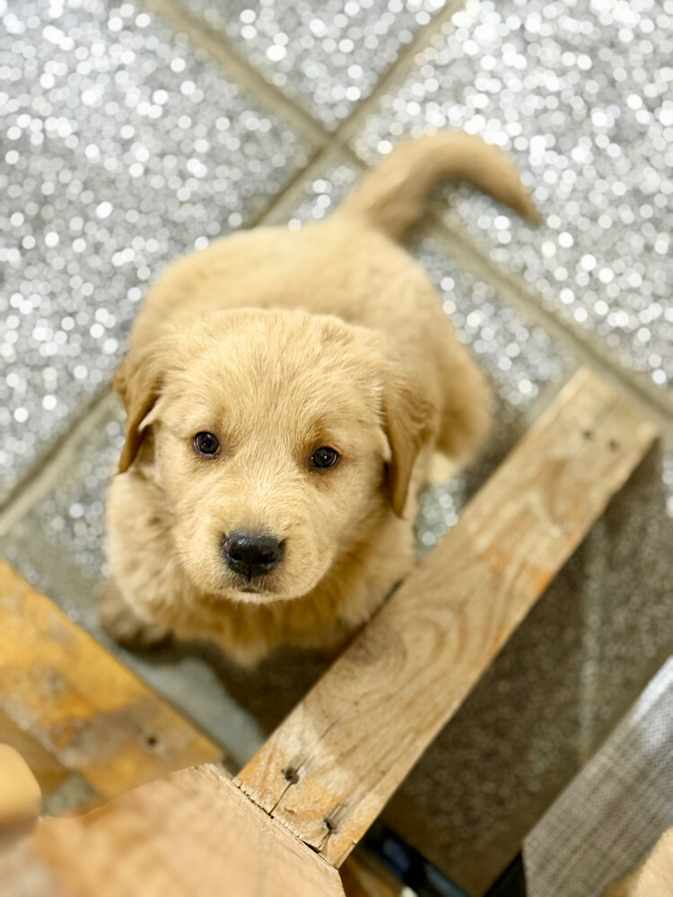 pure golden retriever puppy - 2