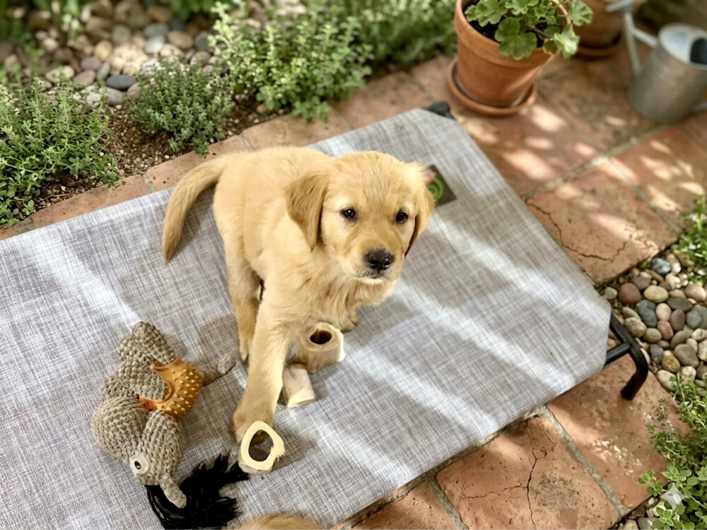 pure golden retriever puppy - 7