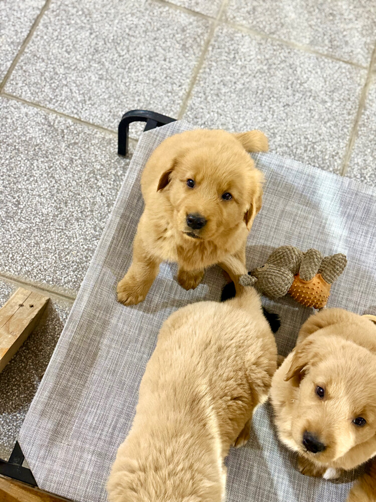 pure golden retriever puppy - 3