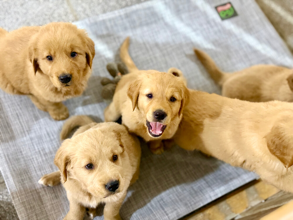 pure golden retriever puppy - 4