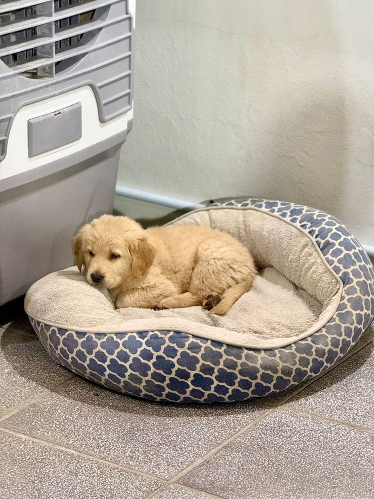 pure golden retriever puppy - 5