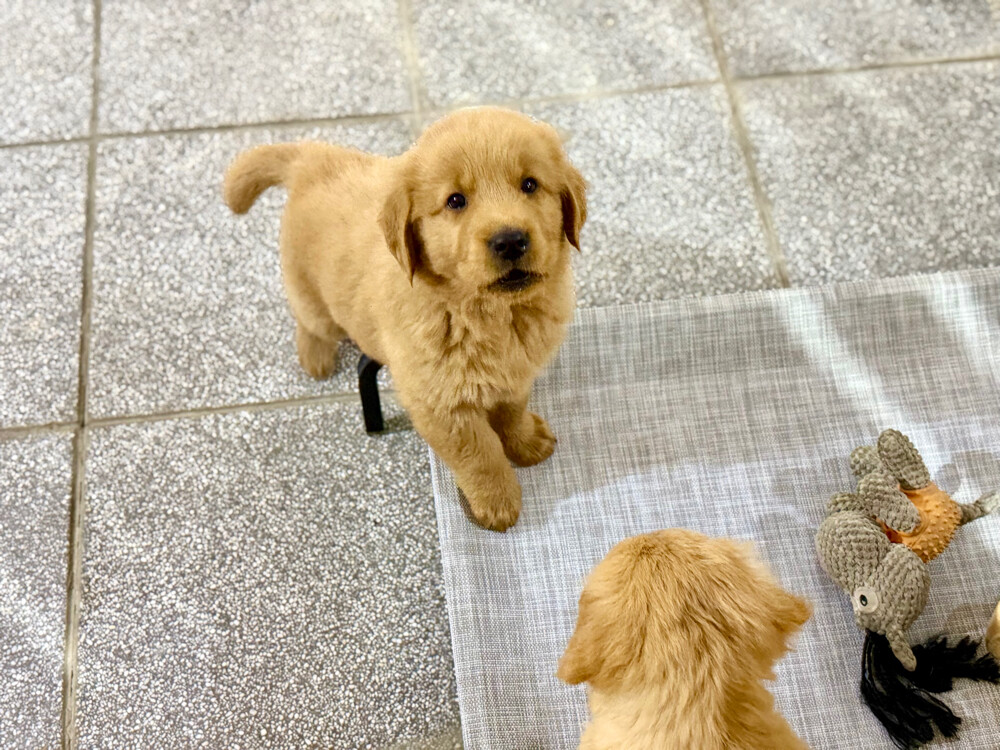 pure golden retriever puppy - 6