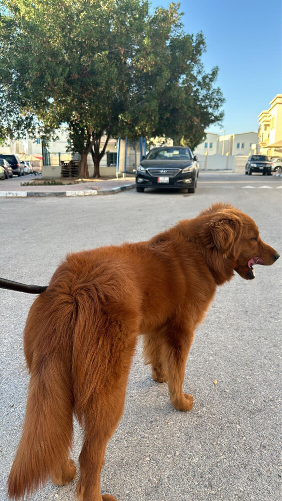 pure golden retriever puppy - 8