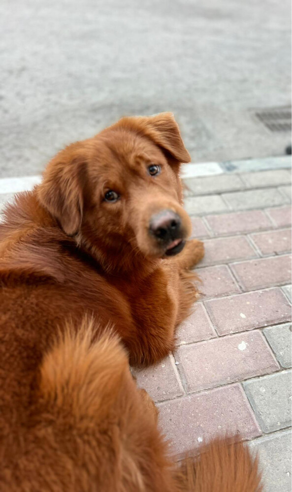 pure golden retriever puppy - 9