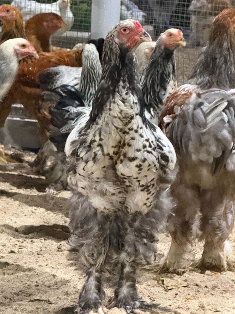 دجاج براهما  - 3