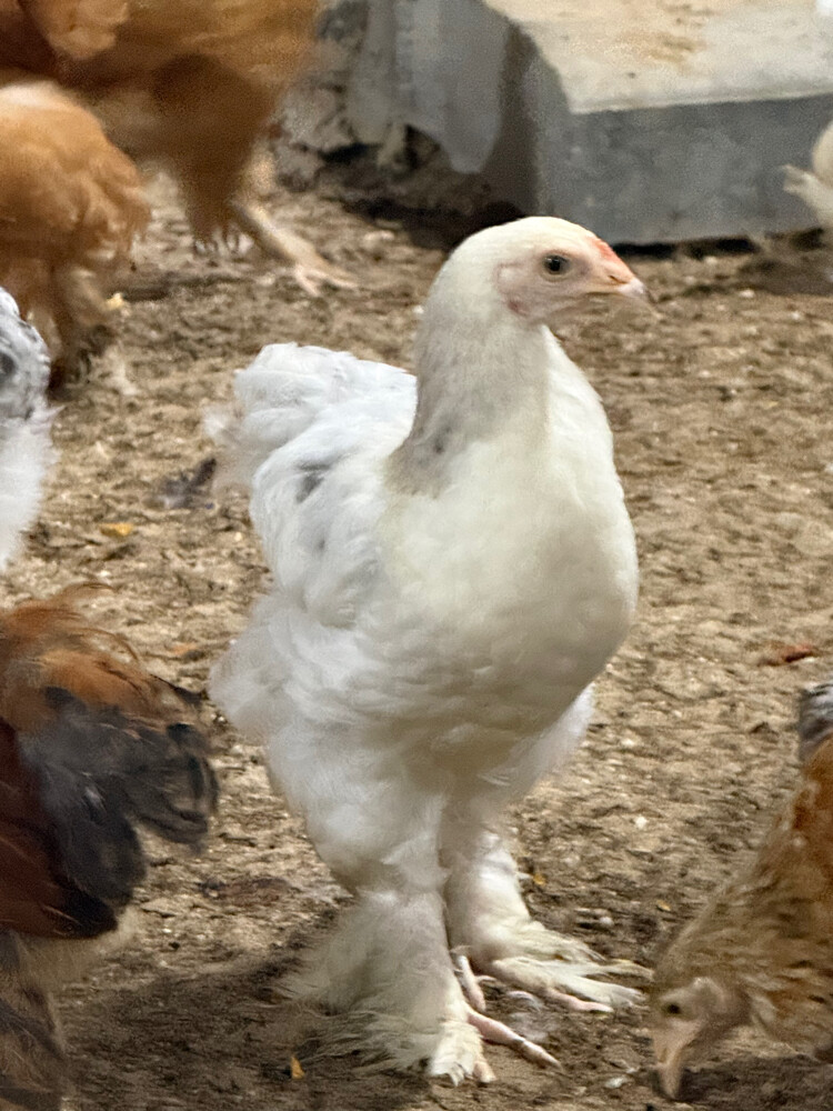 دجاج براهما  - 1