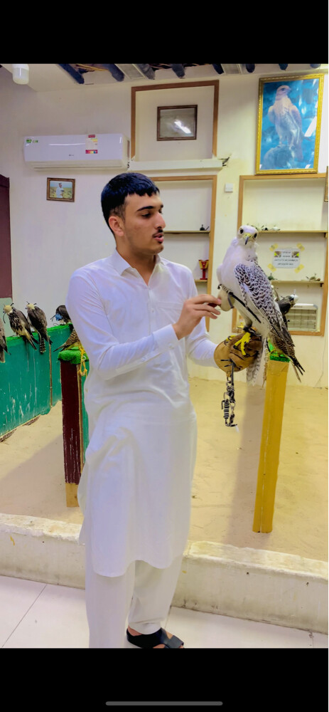 I need a job working with falcons. - 2