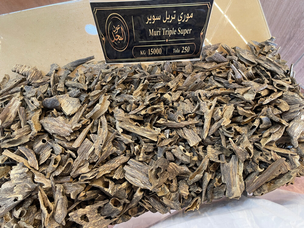 عود المجد في العزيزية  - 14