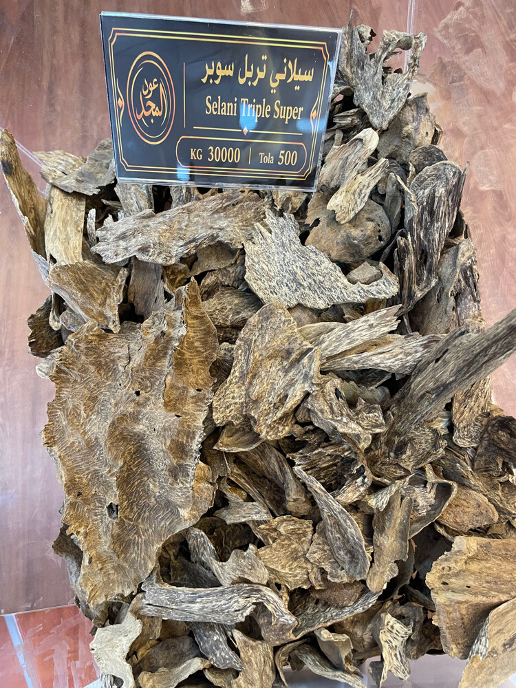 عود المجد في العزيزية  - 12