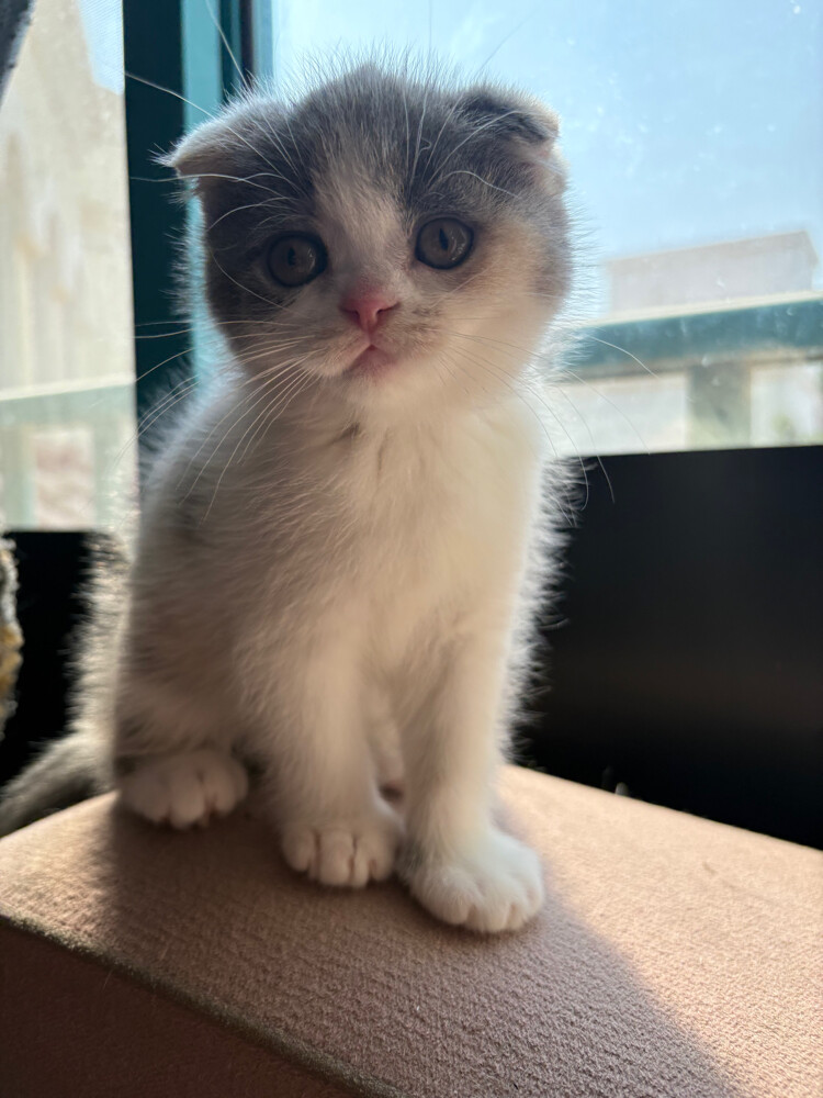 scottish fold  - 17