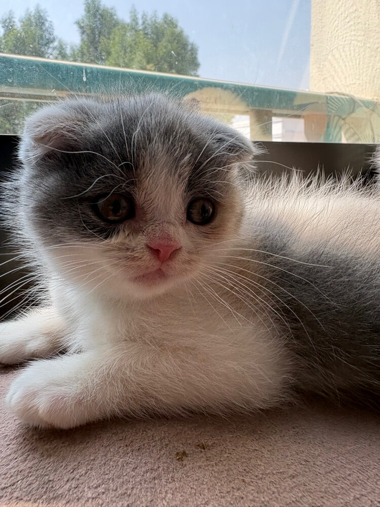 scottish fold  - 20