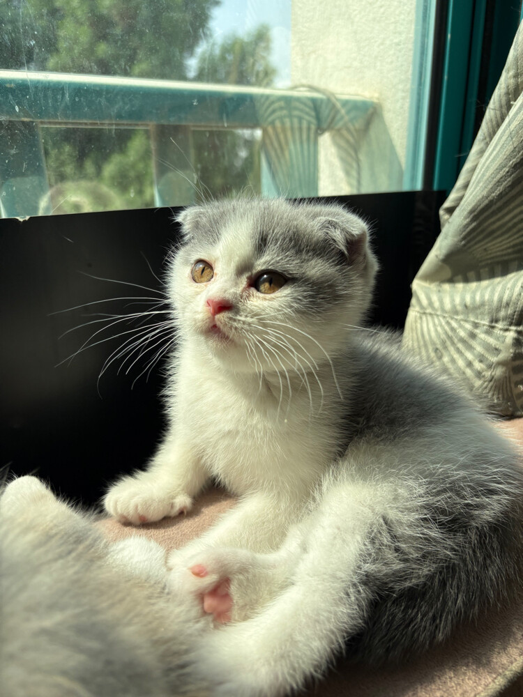 scottish fold  - 2