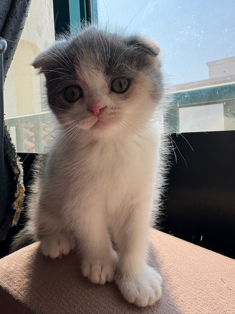 scottish fold  - 21
