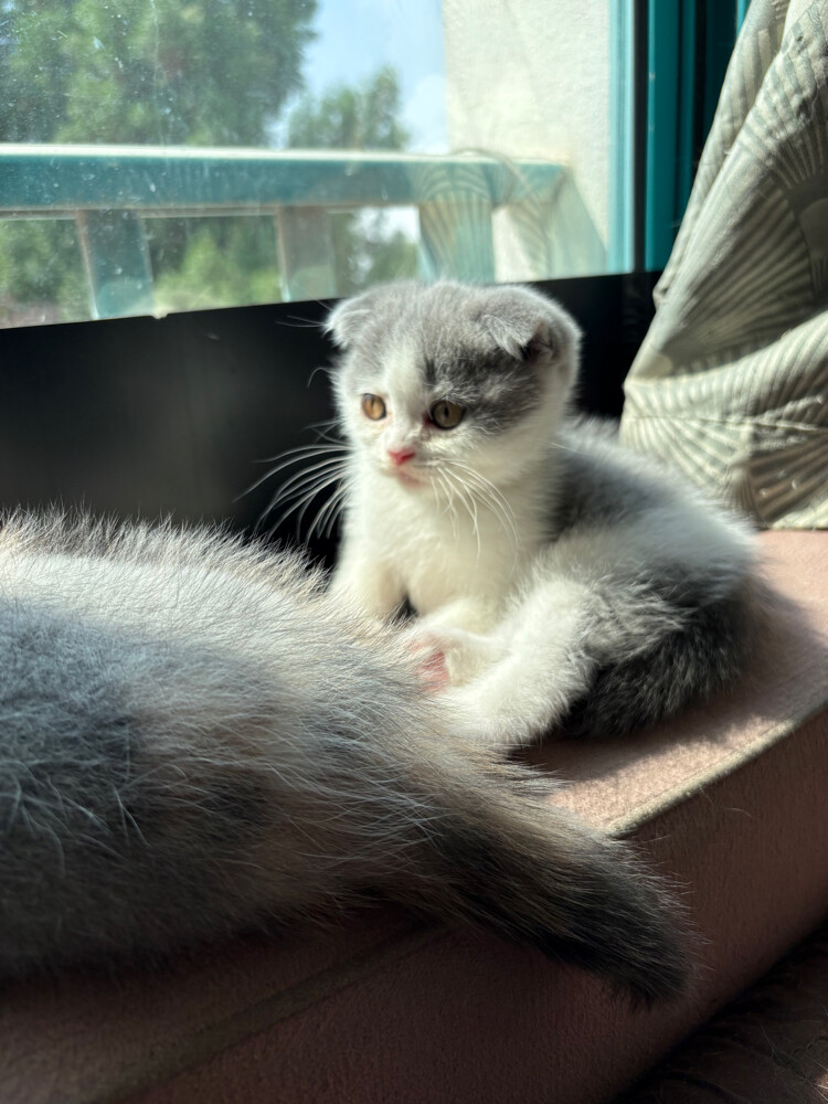 scottish fold  - 3
