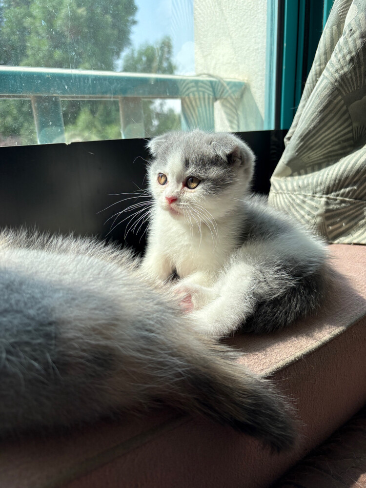 scottish fold  - 16