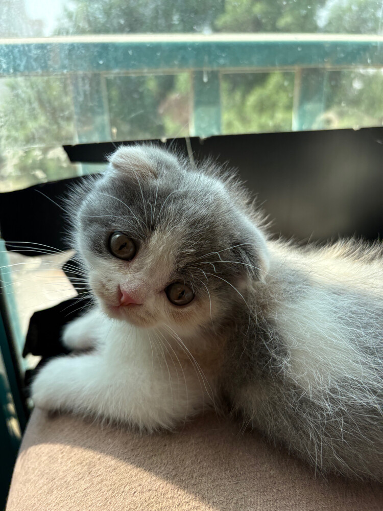 scottish fold  - 22