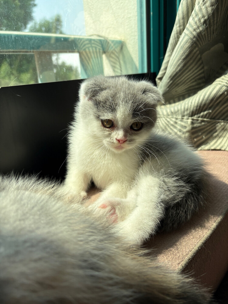 scottish fold  - 5