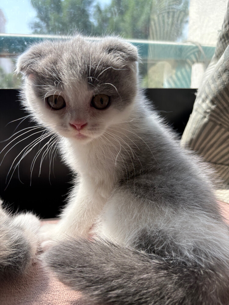 scottish fold  - 9