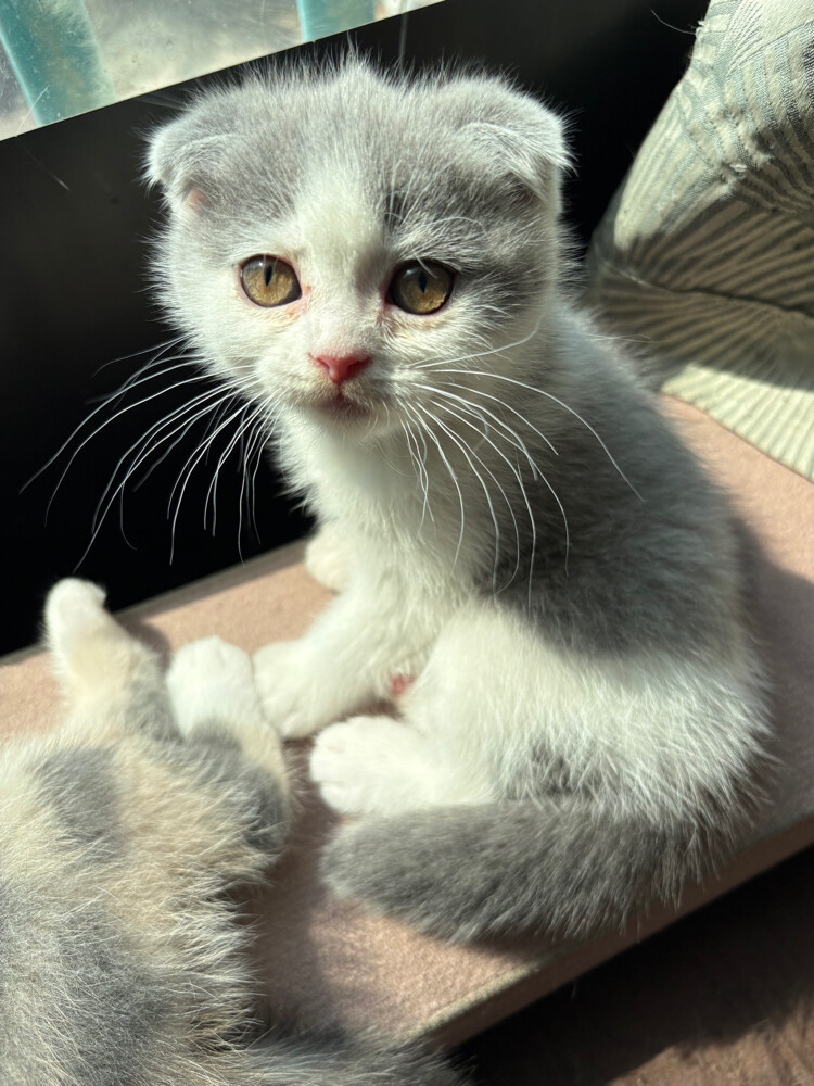 scottish fold  - 8