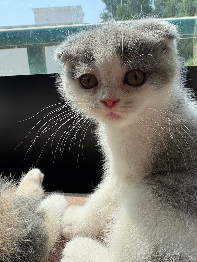 scottish fold  - 4