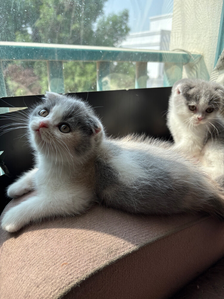 scottish fold  - 25