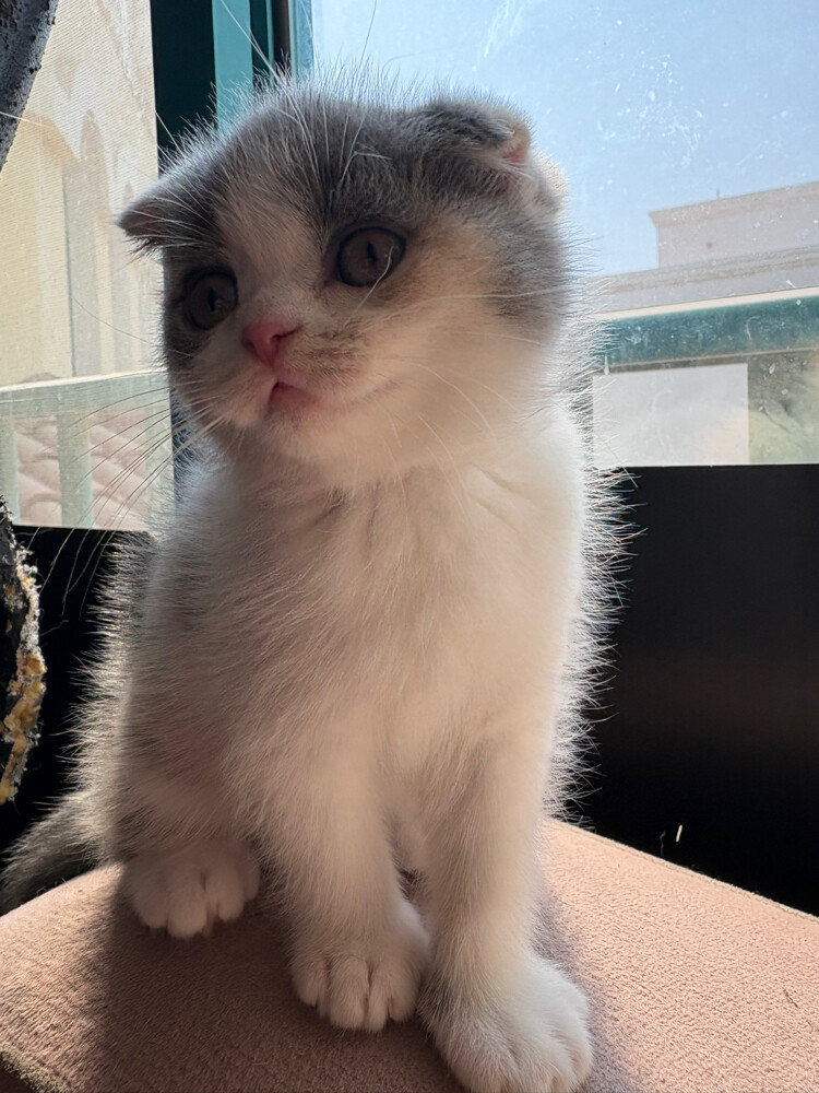 scottish fold  - 13