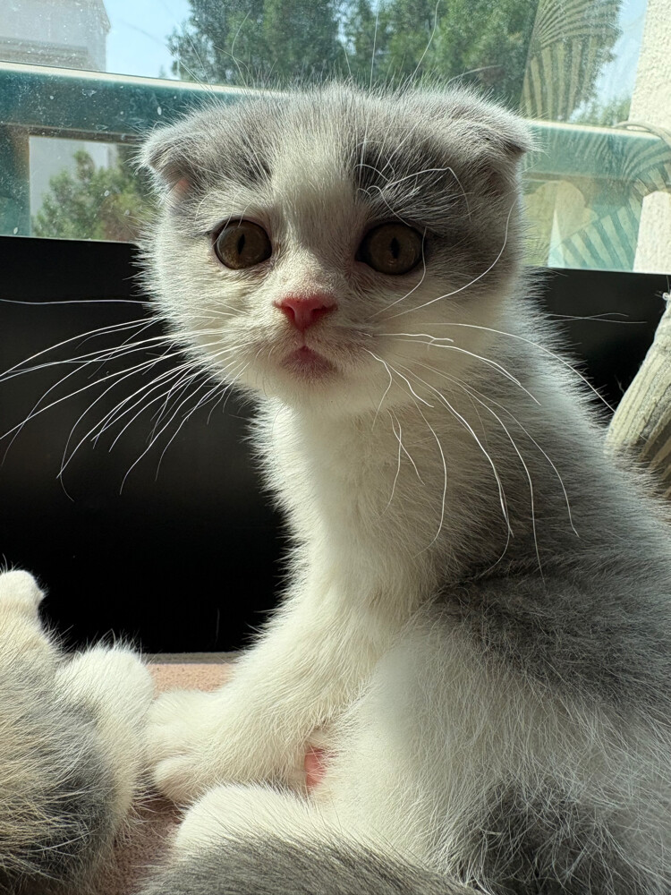 scottish fold  - 10