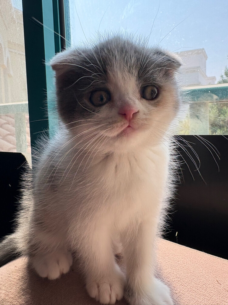 scottish fold  - 12