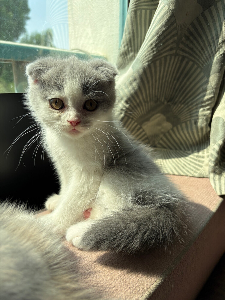 scottish fold  - 7