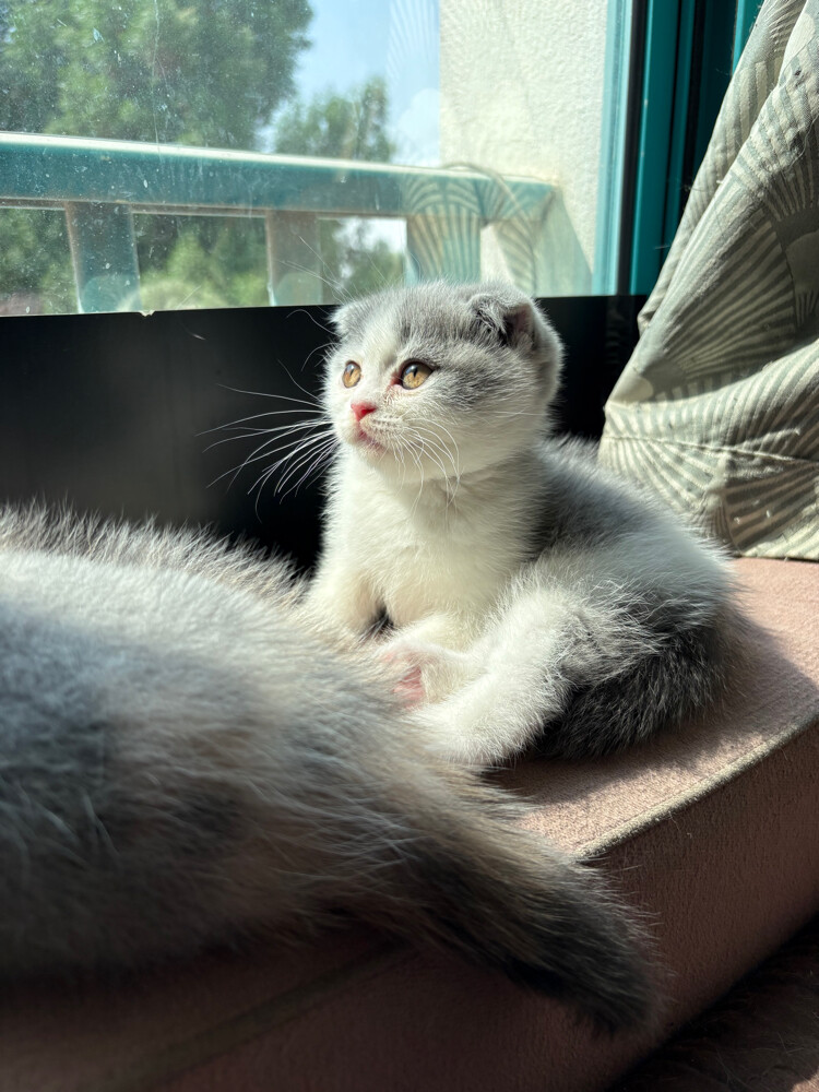 scottish fold  - 19