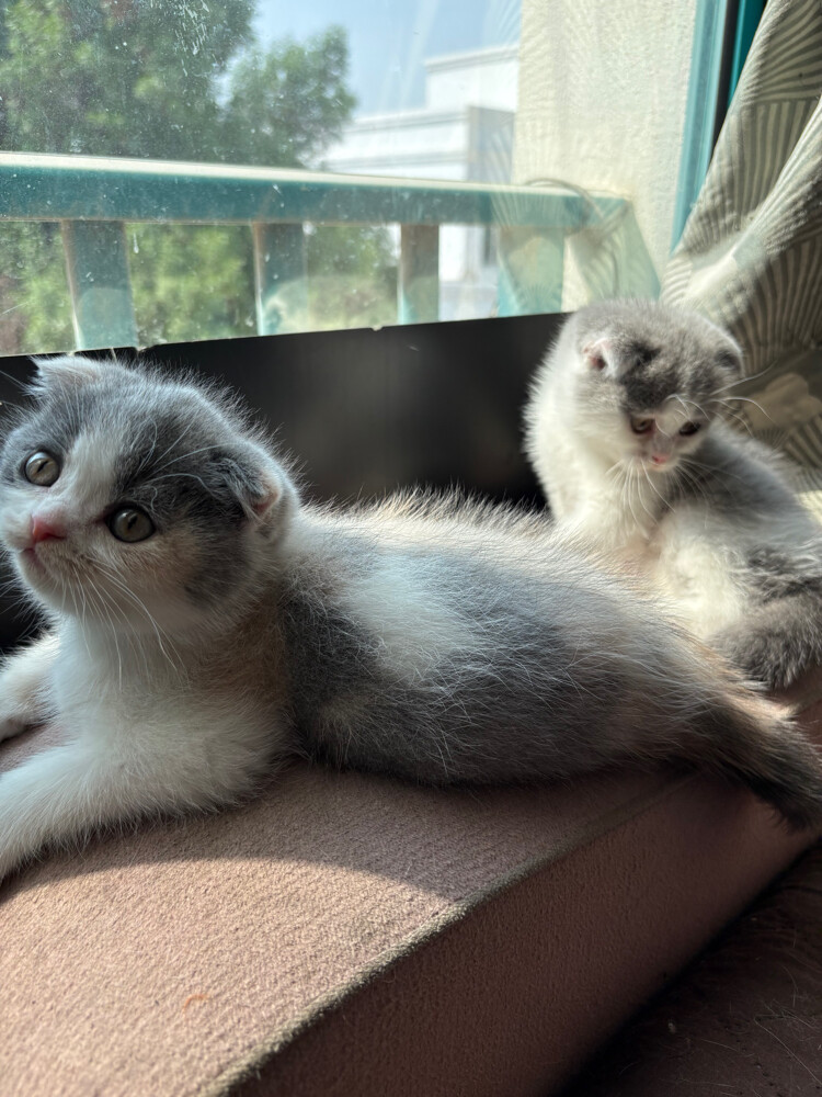 scottish fold  - 24