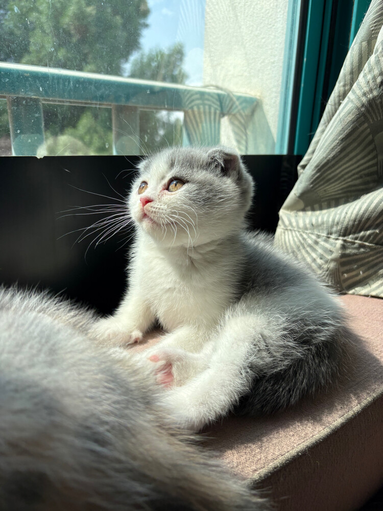 scottish fold  - 6