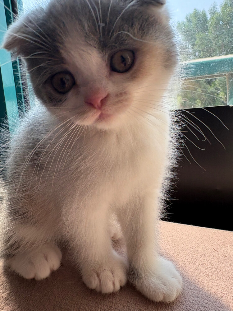 scottish fold  - 14