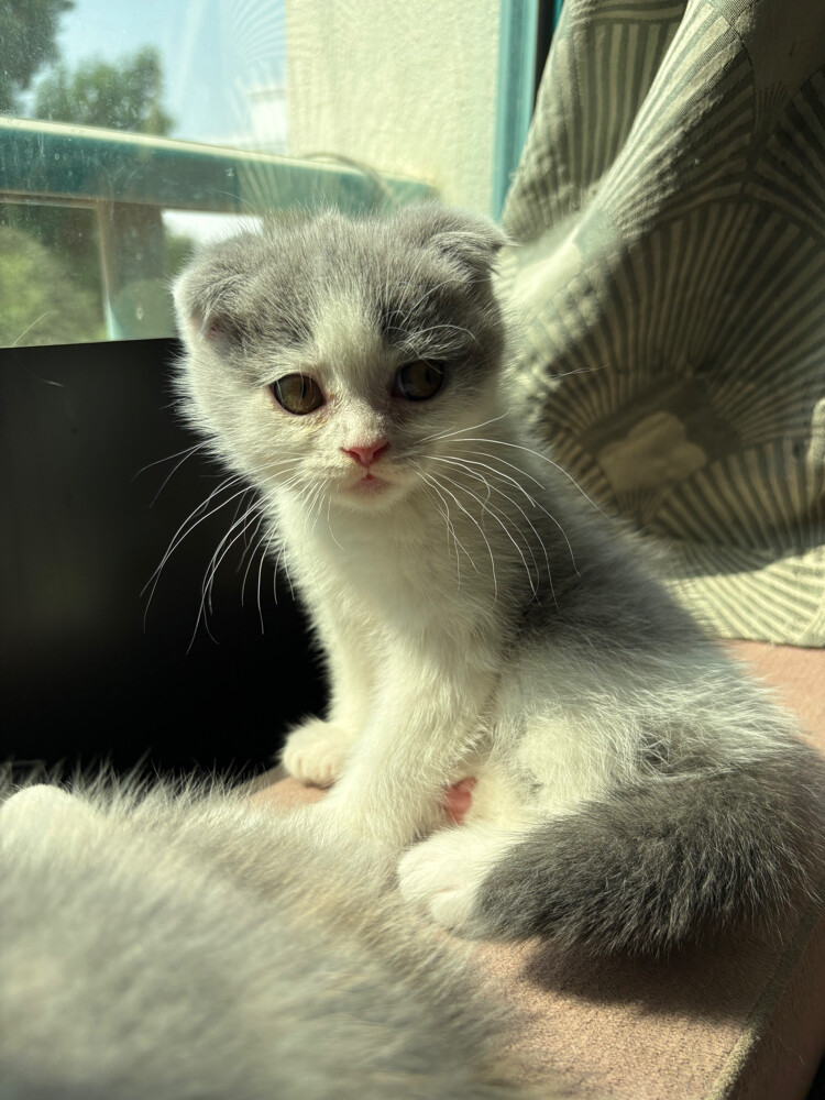 scottish fold  - 11