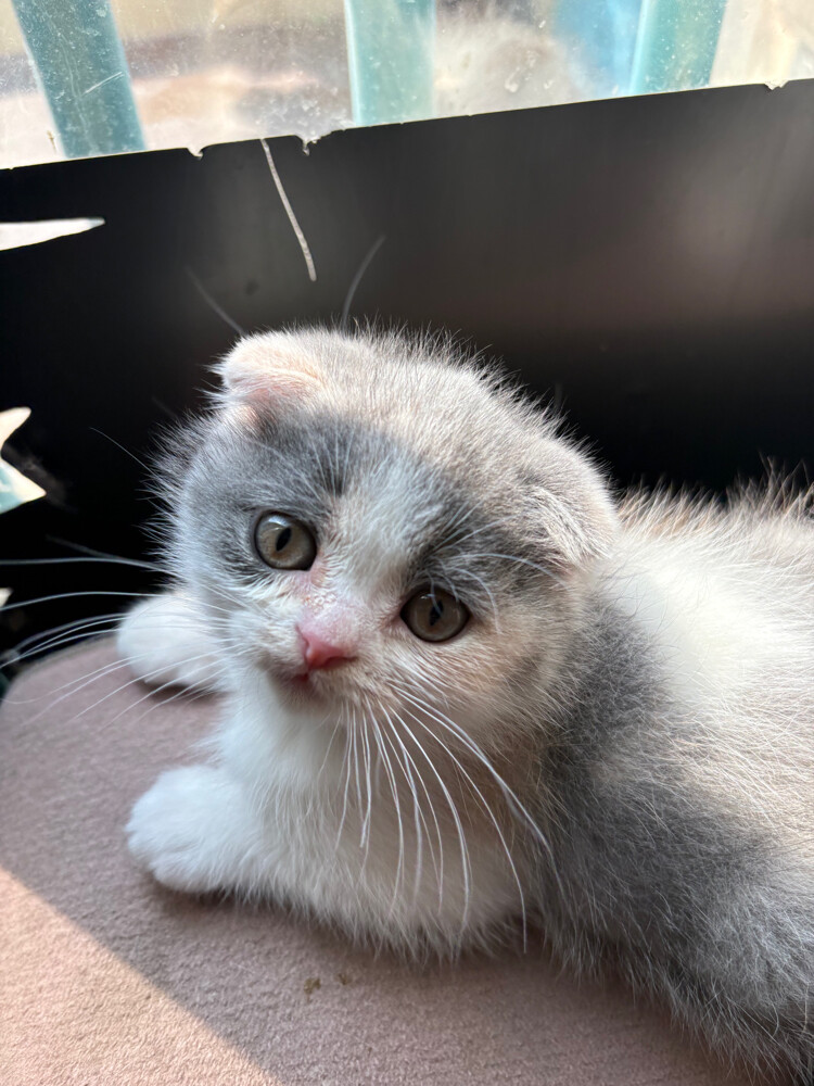 scottish fold  - 18