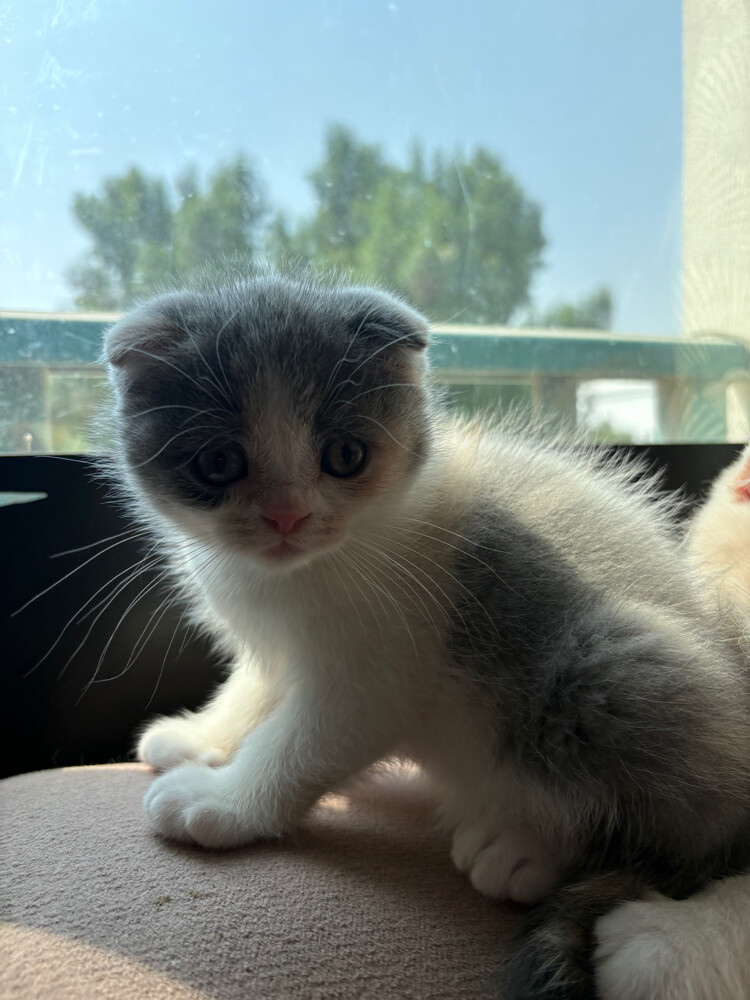 scottish fold  - 23
