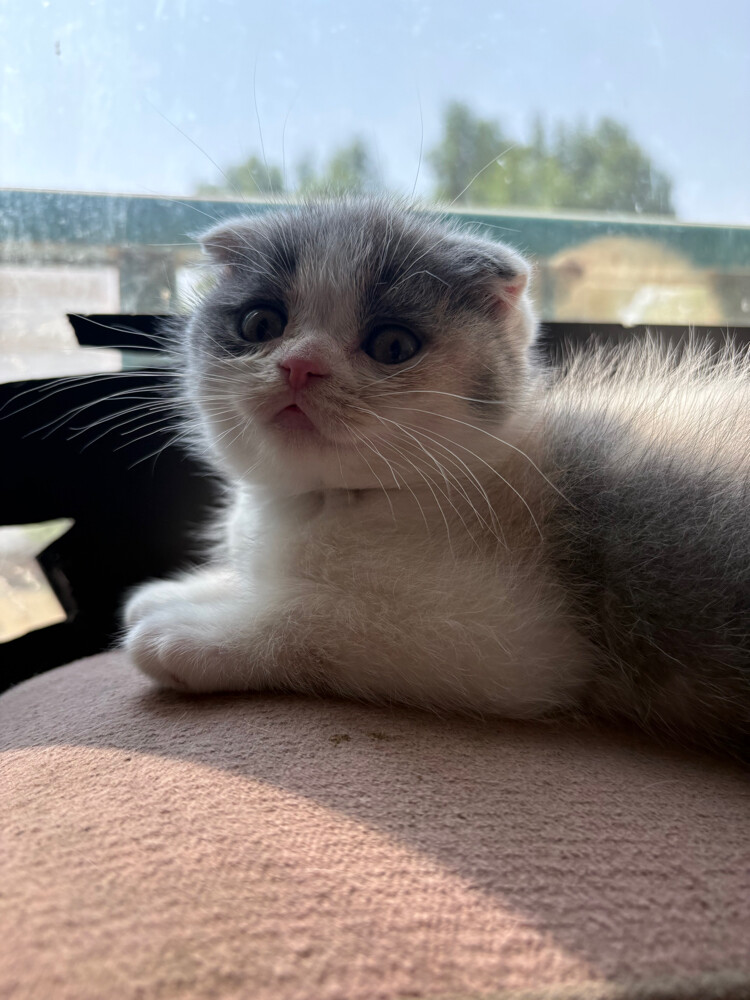scottish fold  - 15