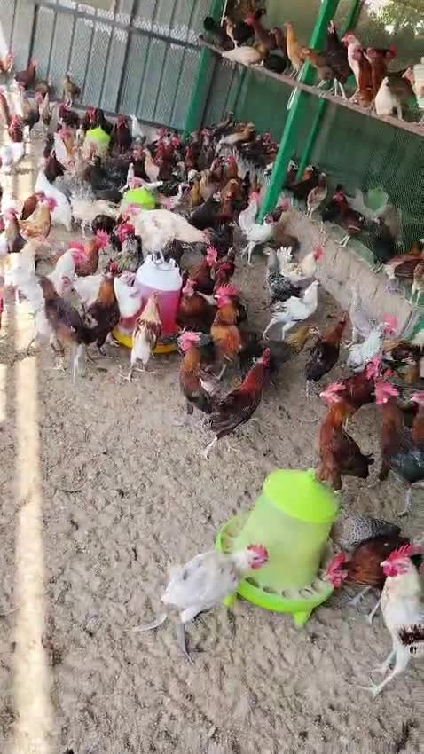 دجاج مكس  - 1