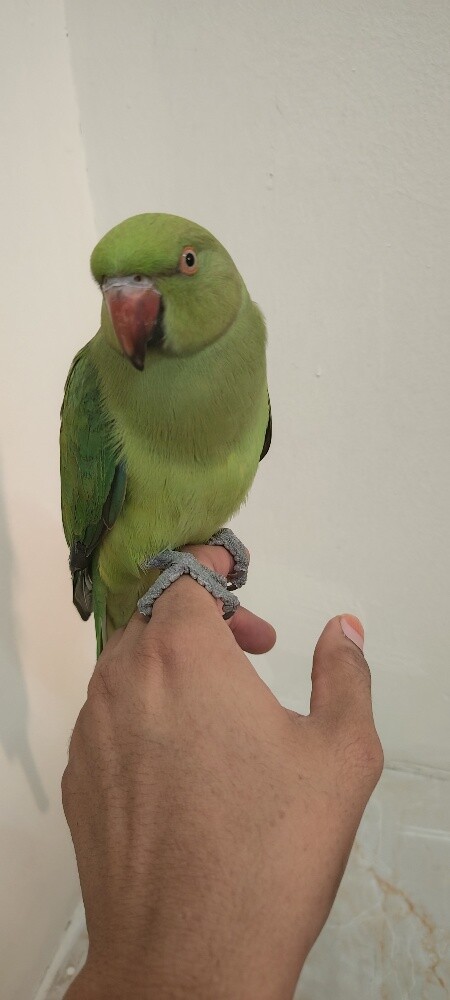 young male green parrot - 3