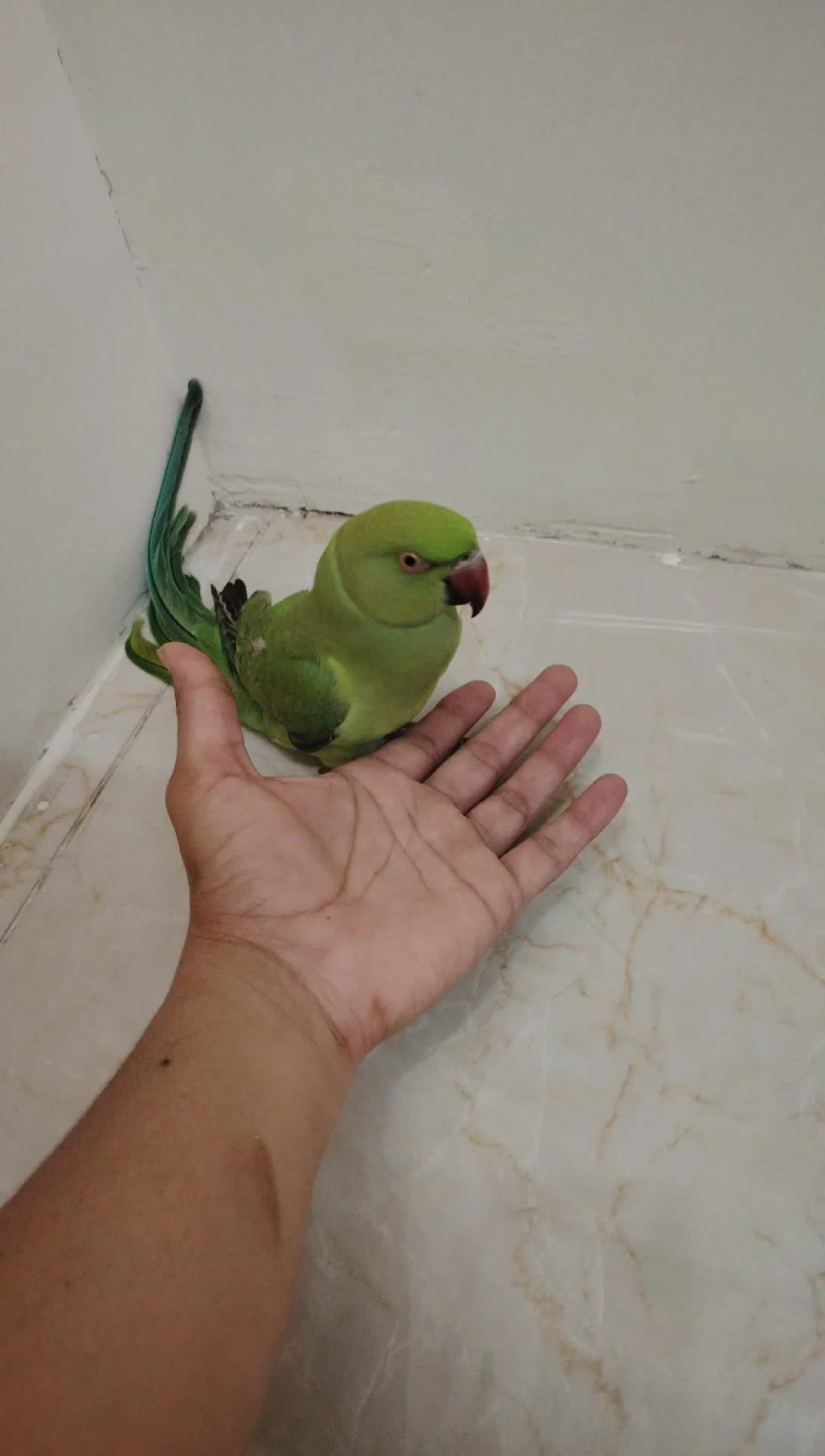 young male green parrot - 1