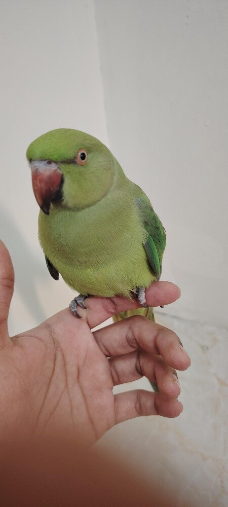 young male green parrot - 2