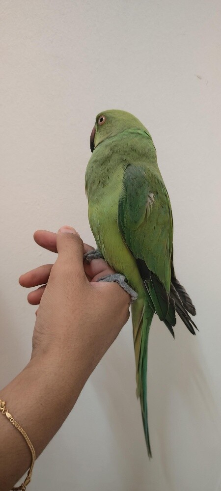 young male green parrot - 4