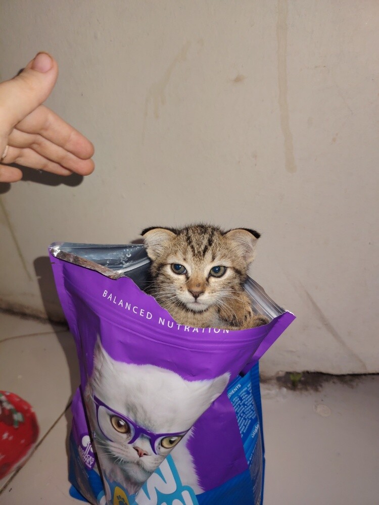قطة أنثى نظيفة نشيطة - 2