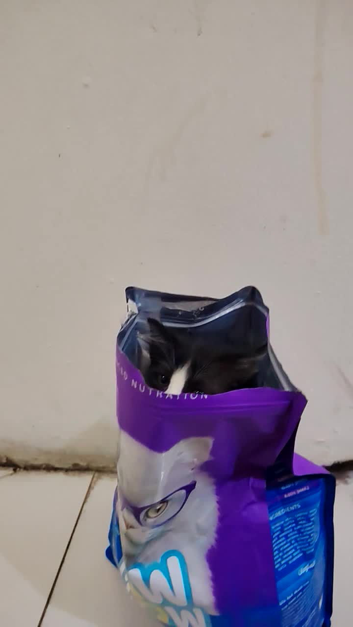 قطة أنثى نظيفة نشيطة - 1