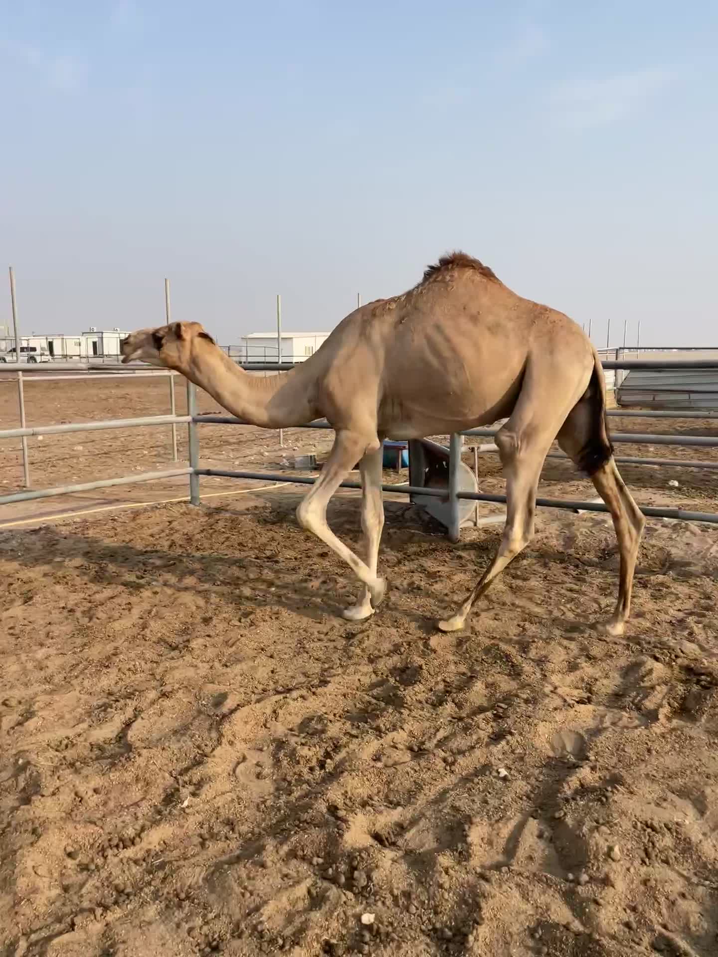 بيع - 1
